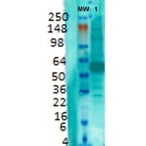 Western blot analysis of rat brain membrane lysate showing detection of VGLUT1 protein using Anti-VGluT1 Antibody [S28-9] (A304823) at 1:1000