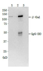 Anti-beta Galactosidase Antibody