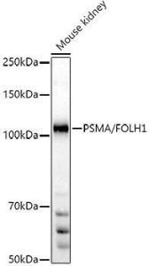 Western blot analysis of extracts of Mouse kidney, using Anti-PSMA Antibody (A308937) at 1:500 dilution