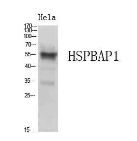 Western blot analysis of extracts from HeLa cells using Anti-HSPBAP1 Antibody