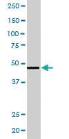 Anti-RXRG Goat Polyclonal Antibody