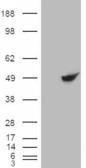 HEK293 overexpressing BHMT RC203148) and probed with Anti-BHMT Antibody (A84380) (mock transfection in first lane), tested by Origene