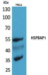 Western blot analysis of HeLa cells using Anti-HSPBAP1 Antibody