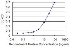 Anti-MAPK8 Mouse Monoclonal Antibody [clone: 2F11]