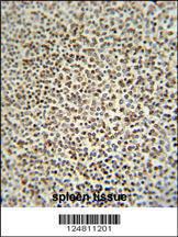 Anti-ZC3H12A Rabbit Polyclonal Antibody (Biotin)