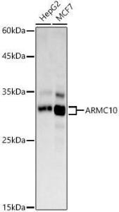 Western blot analysis of extracts of various cell lines, using Anti-SVH Antibody (A308938) at 1:1,000 dilution