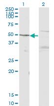 Anti-MAPK8 Mouse Monoclonal Antibody [clone: 3B12]