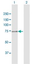 Anti-FERMT1 Rabbit Polyclonal Antibody