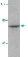 Anti-RIPK1 Rabbit Polyclonal Antibody