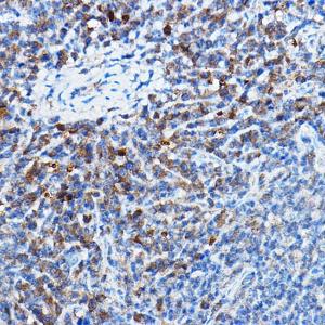 Immunohistochemistry analysis of paraffin-embedded mouse spleen using Anti-Bax Antibody [ARC5006-10] (A306010) at a dilution of 1:20ï¼Œ1:50 (40X lens). Perform high pressure antigen retrieval with 10 mM citrate buffer pH 6.0 before commencing with IHC staining protocol