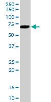 Anti-PRDM4 Goat Polyclonal Antibody