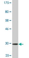 Anti-VASN Mouse Monoclonal Antibody [clone: 4G7]