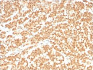 Anti-ICOS Ligand Mouse Monoclonal Antibody [clone: ICOSL/3260]