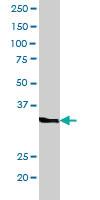 Anti-CREM Goat Polyclonal Antibody