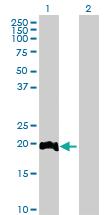 Anti-LITAF Mouse Polyclonal Antibody