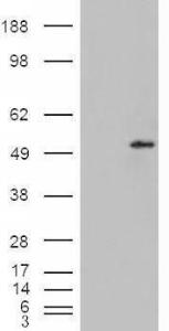 HEK293 overexpressing Dudulin4 (RC216917) and probed with Anti-STEAP4 Antibody (A84383) (mock transfection in first lane), tested by Origene