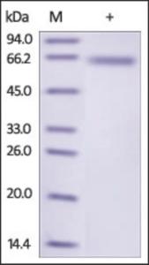 The purity of rh DLL4 /Delta 4 was determined by DTT-reduced (+) SDS-PAGE and staining overnight with Coomassie Blue.