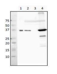 Anti-RecA Antibody