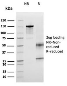 Anti-ICOS Ligand Mouse Monoclonal Antibody [clone: ICOSL/3260]