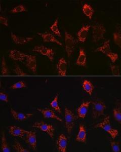 Immunofluorescence analysis of C6 cells using Anti-Bax Antibody [ARC5006-10] (A306010) at a dilution of 1:100 (40X lens). DAPI was used to stain the cell nuclei (blue)