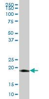 Anti-LITAF Mouse Polyclonal Antibody