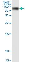 Anti-VASN Polyclonal Antibody Pair