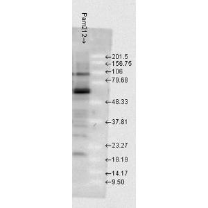 Western blot analysis of mouse Pam212 cells showing detection of HSP70 protein using Anti-HSP70 Antibody (A304824) at 1:1,000 for 2 hours at room temperature