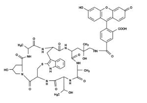 Phalloidin-fluoresce 23101