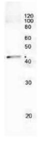 Anti-RecA Antibody