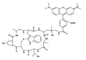 Phalloidin-tetrameth 23102