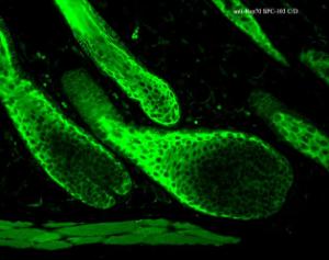 Immunohistochemistry analysis of mouse backskin, fixed in Bouin's fixative solution