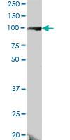 Anti-DDX24 Mouse Polyclonal Antibody