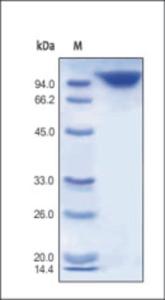 The purity of rh DPPIV Fc Chimera was determined by DTT-reduced (+) SDS-PAGE and staining overnight with Coomassie Blue.