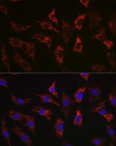 Immunofluorescence analysis of NIH-3T3 cells using Anti-Bax Antibody [ARC5006-10] (A306010) at a dilution of 1:100 (40X lens). DAPI was used to stain the cell nuclei (blue)