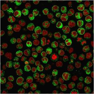 Immunofluorescent analysis of PFA fixed Raji cells stained with Anti-CD79a Antibody [rIGA/764] followed by Goat Anti-Mouse IgG (CF&#174; 488) (Green) The nuclear counterstain is RedDot (Red)