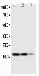 Anti-TNFA Rabbit Polyclonal Antibody