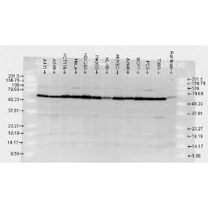 Western blot analysis of Human, rat brain cell lysates showing detection of HSP70 protein using Anti-HSP70 Antibody (A304824) at 1:10,000 for 2 hours at room temperature