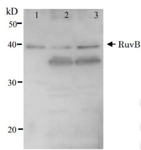 Anti-RuvB Antibody