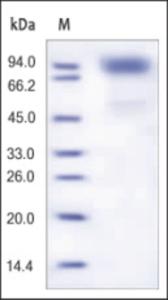 The purity of rh GCSFR was determined by DTT-reduced (+) SDS-PAGE and staining overnight with Coomassie Blue.