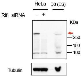 Anti-RIF1 Antibody (A82790) (1µg/ml) staining of HeLa and Mouse D3 (ES) lysates (35µg protein in RIPA buffer). Primary incubation was 1 hour. Detected by chemiluminescence.