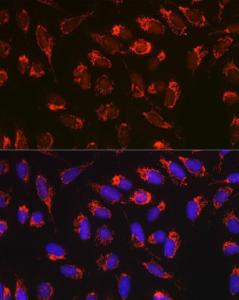 Immunofluorescence analysis of U-2 OS cells using Anti-Bax Antibody [ARC5006-10] (A306010) at a dilution of 1:100 (40X lens). DAPI was used to stain the cell nuclei (blue)