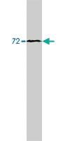 Anti-SR-alpha Polyclonal Antibody