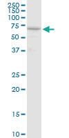 Anti-AIFM1 Rabbit Polyclonal Antibody