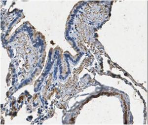 Anti-Surfactant Protein A Rabbit Polyclonal Antibody