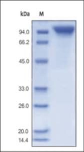 The purity of rh G-CSFR Fc Chimera was determined by DTT-reduced (+) SDS-PAGE and staining overnight with Coomassie Blue.