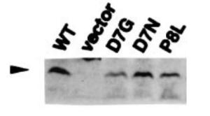 Anti-RuvC antibody