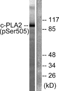 Anti-c-PLA2