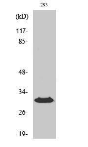 Western blot analysis of various cells using Anti-HLA-DOB Antibody