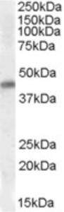 EB09412 (0.3 µg/ml) staining of Human Heart lysate (35 µg protein in RIPA buffer). Primary incubation was 1 hour. Detected by chemiluminescence.