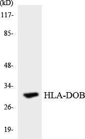 Antibody anti-HLA-DOB A100165-100 100 µg